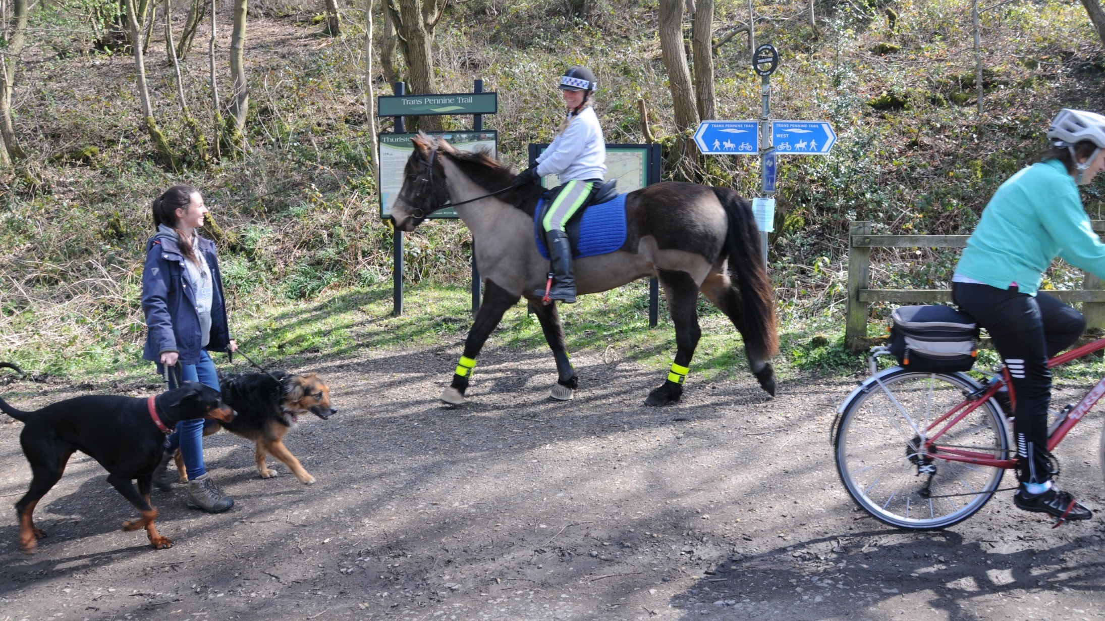 Dog walker with two dogs, horse rider and cyclist on traffic-free path in woods