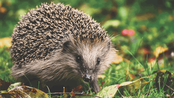 Hedgehog