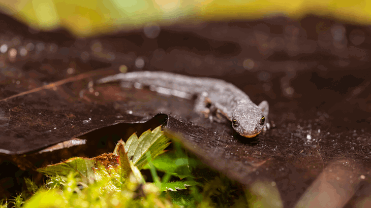 Great crested newt