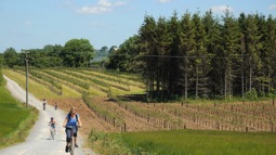 Family of cyclists on gravel track going past orchard