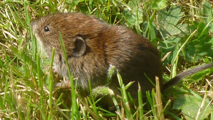 Vole on Lias Line