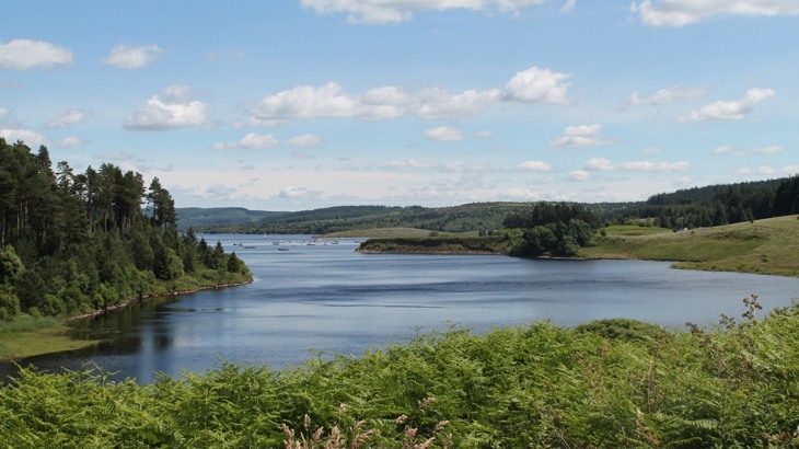 Flat-calm lake with boats on it in the distance, green ferns in foreground and grass and trees around the lake