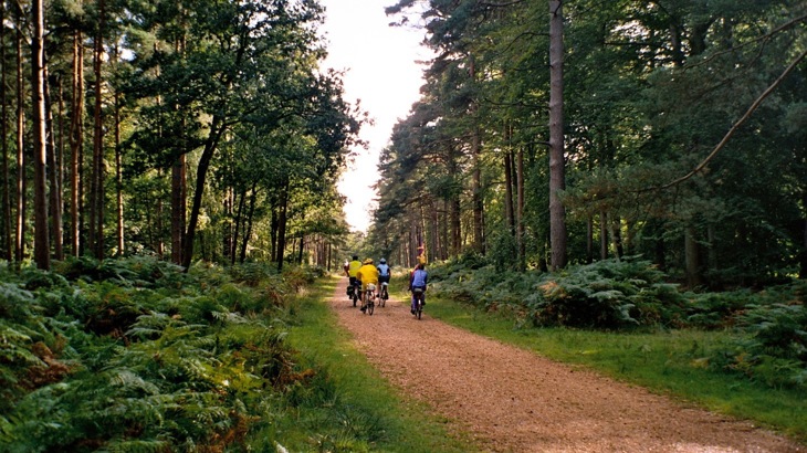 Four cyclists on gravel track through forest