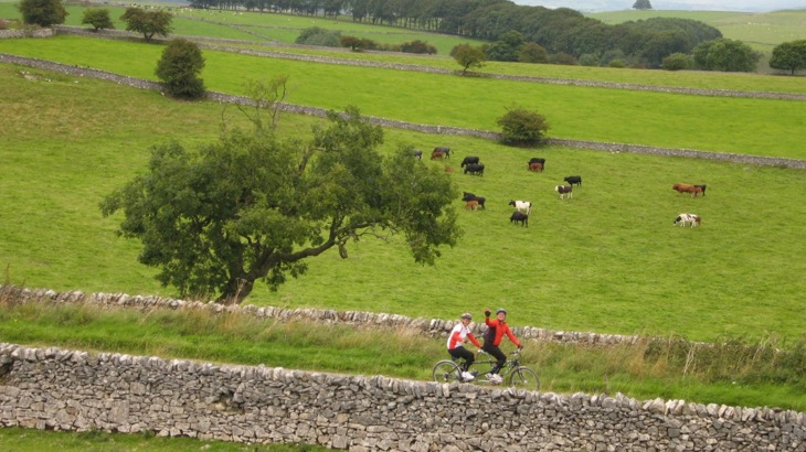 Two people on a tandem bicycle on cycle track past stone walls and fields with cows and trees