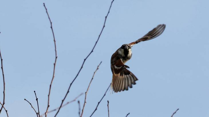 Bird of prey flying past bare tree branches