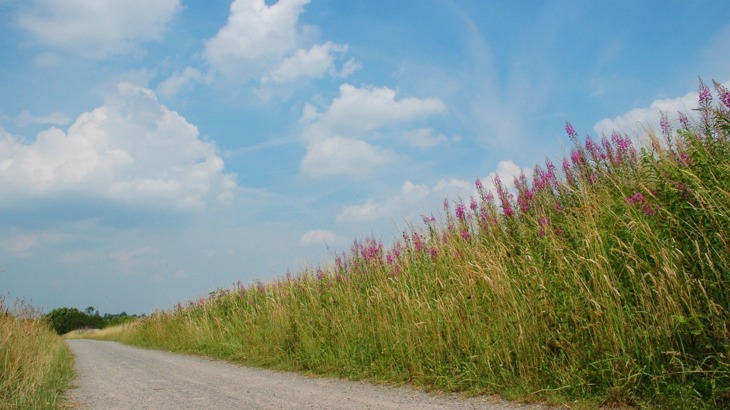 Gravel track lined with tall grass and purple flowers and blue sky above