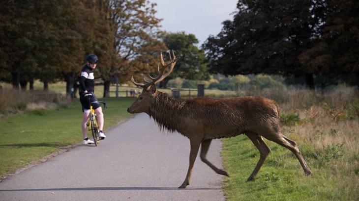 Deer crossing tarmac path in park while cyclist watches