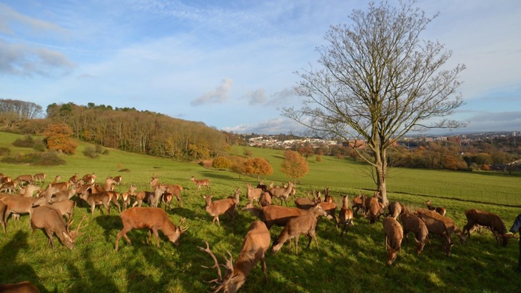 Heard of deer in country park overlooking city