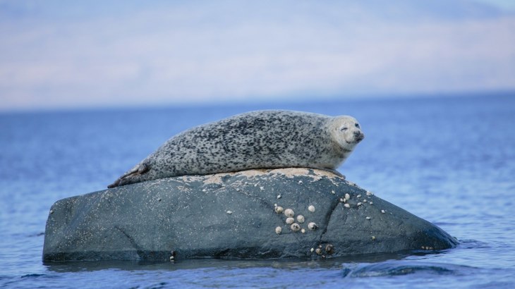 Seal with mottled grey fur lying on rock in the sea
