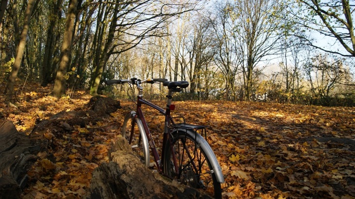 Bike leaning against tree stump next to path through wood with fallen leaves on the ground