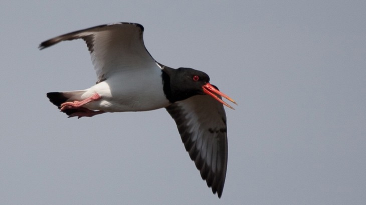 Oystercatcher sea bird with white and black feathers and red beak