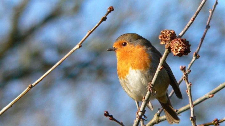 Robin sat on autumn tree branches