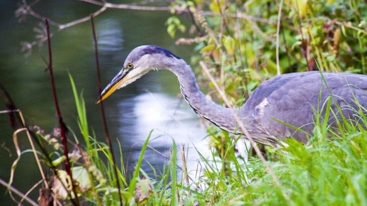 Heron in grass by water
