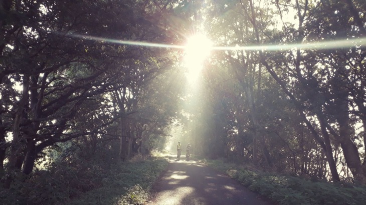 Two cyclists on tree-lined cycle path with sun glaring into camera lens 