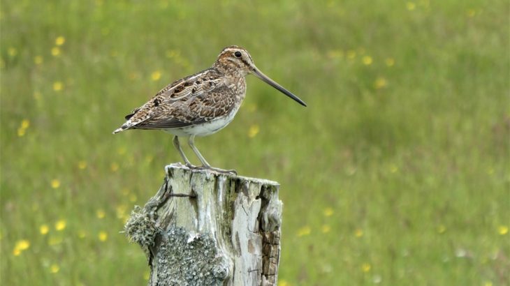 Snipe bird with long, straight bill sitting on tree stump