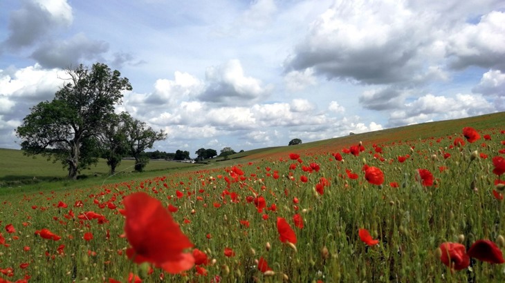 Field with poppies and tree in the background