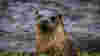 A otter next to a body of water sat in grass looking directly at the camera with wet fur 