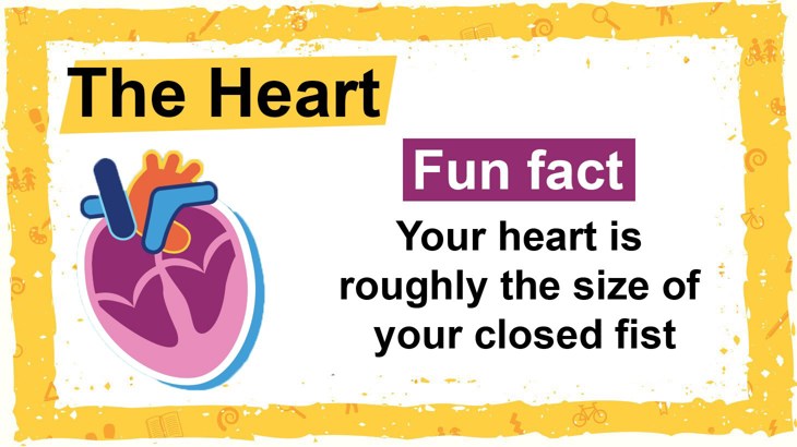 The Heart fact Outside In
