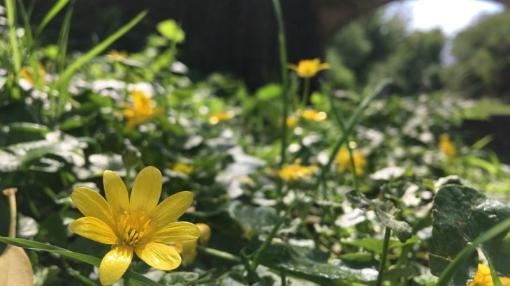 Wild flowers