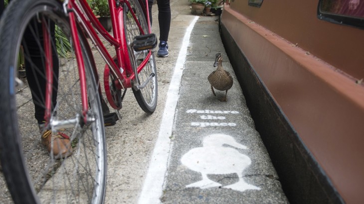 A Low angle image shows a duck walking inside a 'duck lane' painted on a canal path. There is a bike to the left of the path.