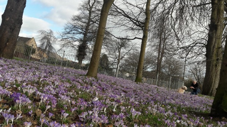 Purple flowers in a field