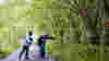 A family walking on the greenway pointing and looking into the forest, surrounded by green trees and shrubs.